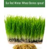 Palouse Brand Bulk Red Winter Wheat Berries, 18 LBS