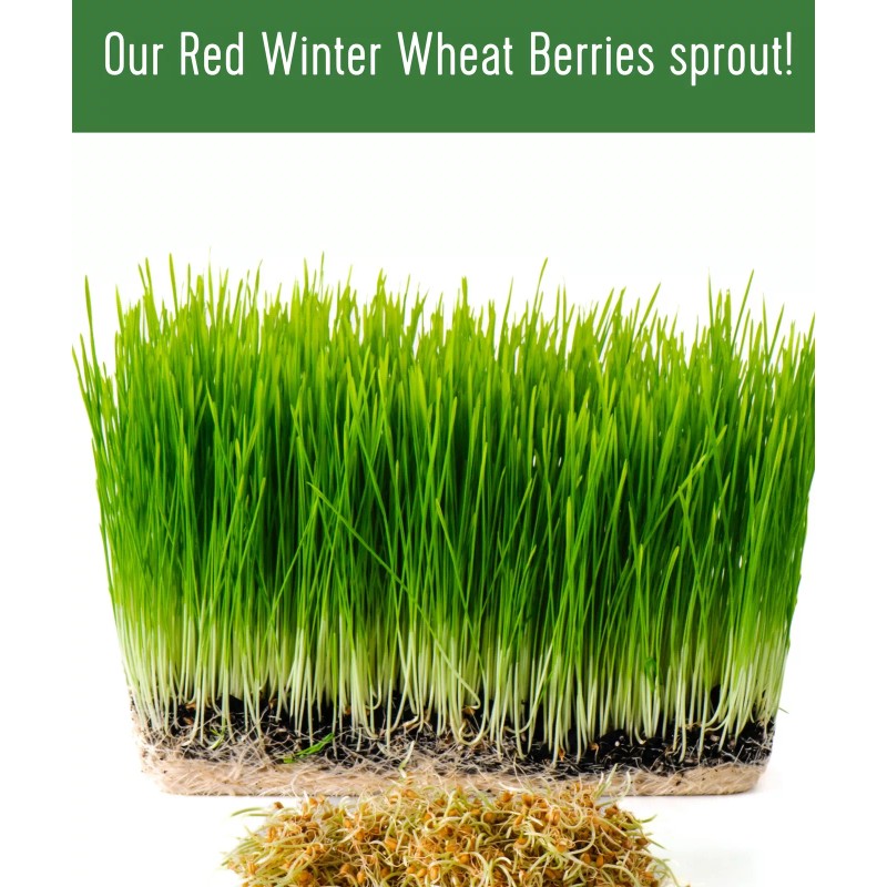 Palouse Brand Bulk Red Winter Wheat Berries, 18 LBS