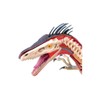 4D Vision Velociraptor Anatomy Modely