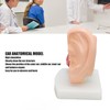 Human Ear Anatomical Model Clear Structure Simulation Inner Ear Model