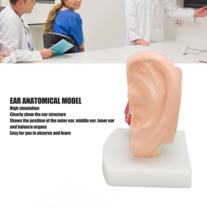 Human Ear Anatomical Model Clear Structure Simulation Inner Ear Model