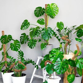 NANCHU 4pcs Tutor para Plantas Trepadoras, Poste Trepador de Musgo Flexible para Plantas Monstera, 60cm Varillas de Musgo Flexibles con 2 Rollo Bridas Cables, 2 Rollo Cuerda de Yute etc