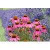 Pure Herbs: Golden Seal & Echinacea - 4 oz.