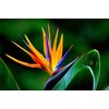 Bird of Paradise Starter Plant Hawaiian - 3 Pack #F3