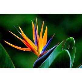 Bird of Paradise Starter Plant Hawaiian - 3 Pack #F3 No Bloom