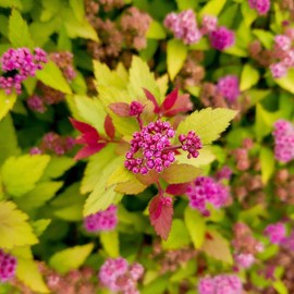 Rainbow Fizz Spirea - 3 gal - Bloomin' Easy - Deciduous Flowering Shrub - Deep Pink Blooms - Multi-Changing Color Foliage - Zones 3-8 - Spiraea Japonica ‘Matgold’ PP28876-3 Gallon Pot