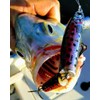Bomber Jointed Wake Minnow Bone Flash