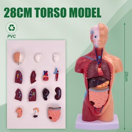 TAZZOR 15-Piece Anatomy Model 28 cm - Skull Brain Torso and Internal Organs - 4D Anatomical Assembly Model of Human Organs, Body Anatomy Doll for Medical Studies and Teaching Purposes
