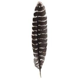 Incense Garden Grade A Barred Turkey Smudging Feather (no Stains, cuts, Pieces Missing)