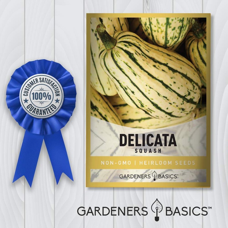 Gardeners Basics, Delicata Squash Seeds for Planting - Winter Squash
