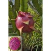 Cactus 4 Edgar's Baby Dragon Fruit Red Live Four Plants