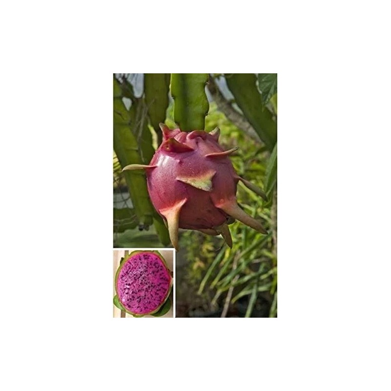 Cactus 4 Edgar's Baby Dragon Fruit Red Live Four Plants