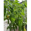 Fresh Scotch Bonnet Pepper Seeds Jamaican Yard 25 Seeds Hot