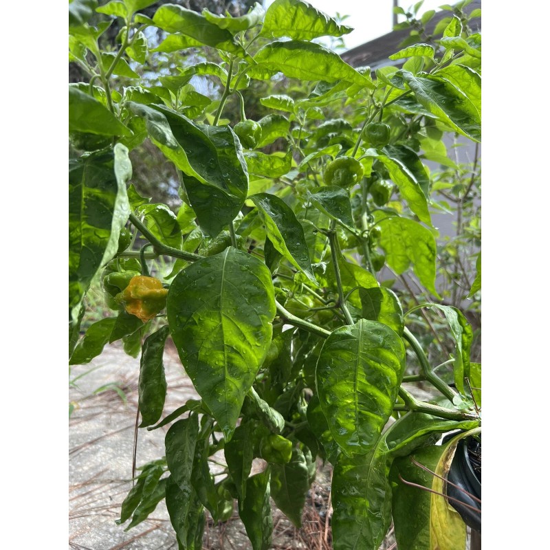 Fresh Scotch Bonnet Pepper Seeds Jamaican Yard 25 Seeds Hot