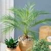 CEMEHA SEEDS - Seeds Canary Palm Tree (Scientific Name: Phoenix
