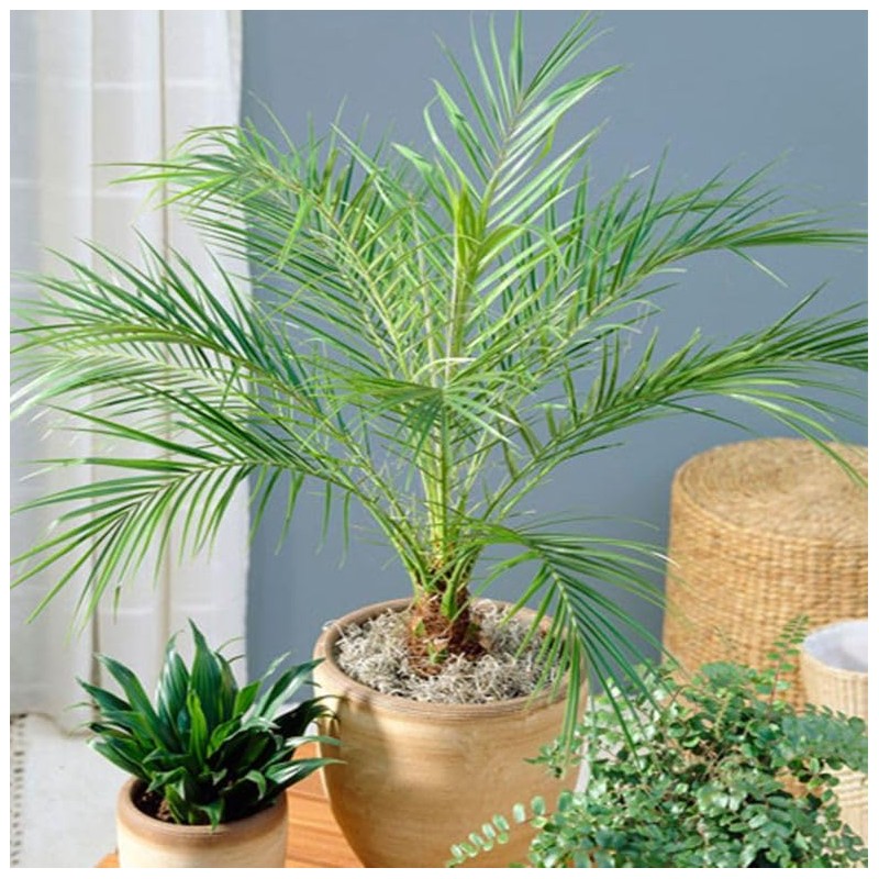CEMEHA SEEDS - Seeds Canary Palm Tree (Scientific Name: Phoenix
