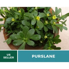 Fresh Purslane • Portulaca Oleracea Sativa • Medicinal Herb • 100 fresh seeds