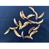 RPGUNS 100 Coyote Teeth Beads (Antique)