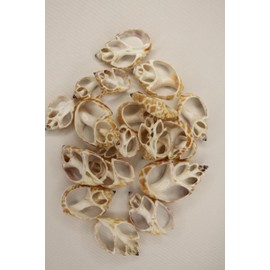 60pc Natural Babylon Spirata Seashells, Sliced Center Cut, 1.25-2 inches, Rusty Tan and Cream Colors, Sailors Valentines, Beach Decor, CS-96