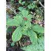 Wild American Ginseng Leaf Extract 1Fl Oz Dropper Bottle