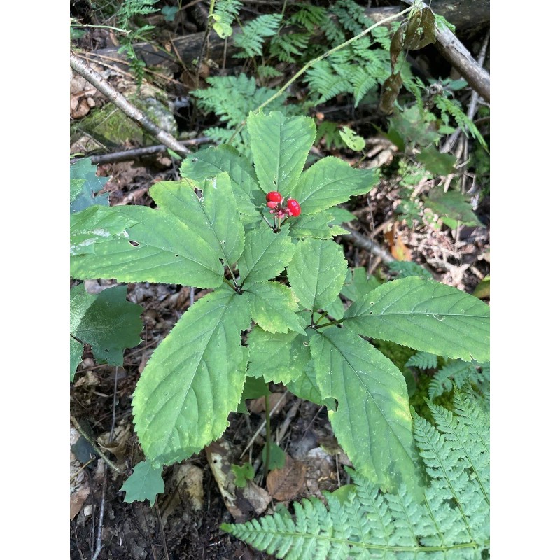 Wild American Ginseng Leaf Extract 1Fl Oz Dropper Bottle