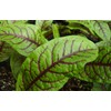 Sorrel Seeds- Blood-Veined- Heirloom Greens- 200+ Seeds