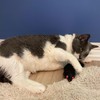 SPOT Shaggy Plush Ferret - Interactive Rattle and Catnip Fuzzy