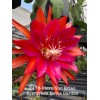 Cactus Rooted Epiphyllum Orchid Cactus “Stern Von Erlau”Growing In 4”