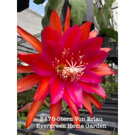 Cactus Rooted Epiphyllum Orchid Cactus “Stern Von Erlau”Growing In 4” Starter Pot.