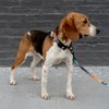 WOLFGANG/WOLFGANG ChevTech Collar Small Size Width 0.6 inches (1.6 cm)