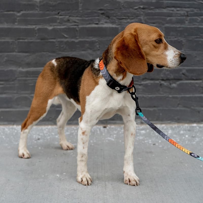 WOLFGANG/WOLFGANG ChevTech Collar Small Size Width 0.6 inches (1.6 cm)