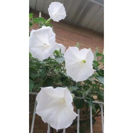 Home Grown 150÷160 Seeds.  Datura Stramonium, Jimson Weed, Thorn Apple,Devil's Trumpet 2024