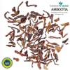 tea`s finest® Black Tea Darjeeling First Flush Ambootia GFOP Spring