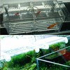 AIMALL Large Breeding Aquarium Fish Tank Guppy Hatchery Breeder Isolation