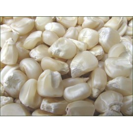 Hickory King White Dent Corn Seeds for Planting 50 Seeds. 1 Ounce of Seeds. Heirloom Non GMO Garden Vegetable Bulk Survival Wildlife Deer Foodplot