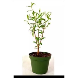 Cold Hardy Pomegranate R26 Afganski Mature Plant in a 1gallon Pot