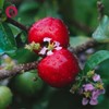 High-dose 600 mg natural vitamin C from acerola extract and