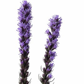 Z-Scape Liatris Spicata ~50 Seeds – Blazing Star Gayfeather – Perennial Purple Flower – Drought Tolerant, Pollinator Friendly – Cut Flower Garden – 2nd Year Maturity – 24-36” Tall – Zones 3-8