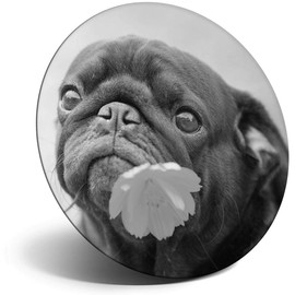 Destination Vinyl ltd Magnet for Refrigerator, Fridge BW - Cute Pug Puppy with Marigold Flower for Office, Cabinet and Whiteboard, Magnetic Stickers, 37494