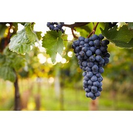 Concord Seedless Grape Vine - 1 Bare Root Live Plant