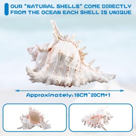 Natural Shells, 18-20 cm Large Natural Shell Shells, Large Shells for Crafts, Giant Ocean Shell for DIY Craft Decoration, Beach Theme Parties, Wedding Decoration