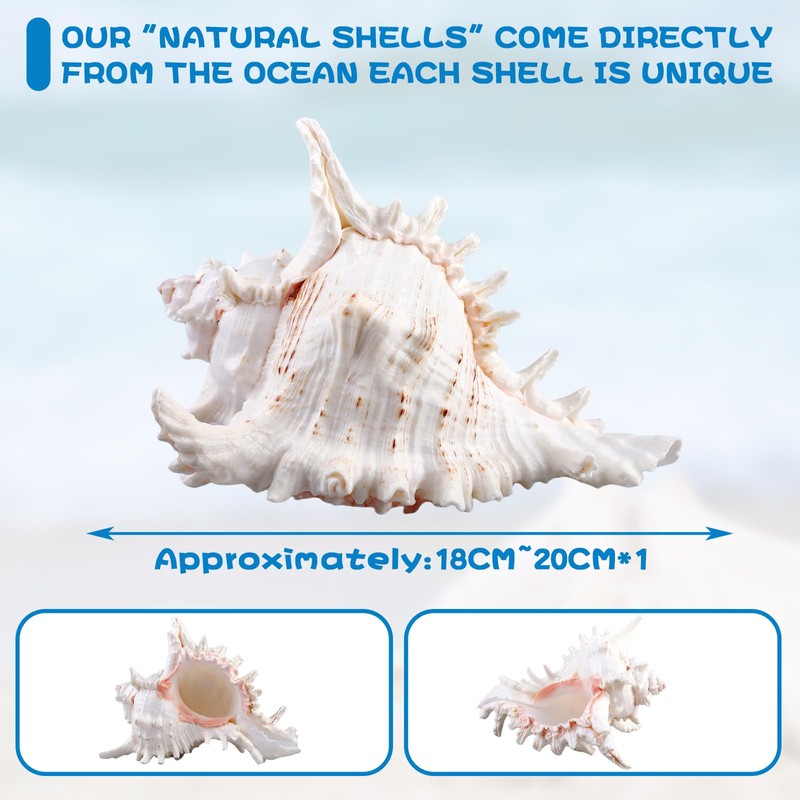 Natural Shells, 18-20 cm Large Natural Shell Shells, Large Shells