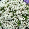 Outsidepride 5000 Seeds Annual Ageratum White Flower Seeds for Planting