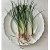 ONE Mondo Grass Plant Bare Roots-Live Terrarium Decor - Easy