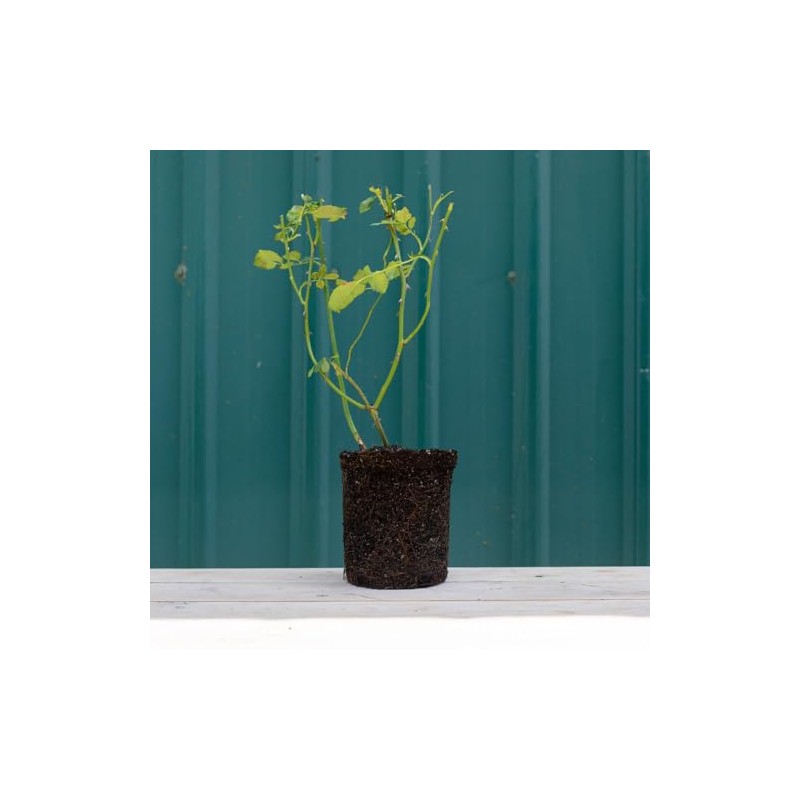 Heirloom Roses Rose Plant - Pink Parfait Pink Rose Bush,