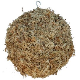 Topiary Art Works Sphagnum Moss Kokedama Ball Hanging - 10" Diameter - Made in USA