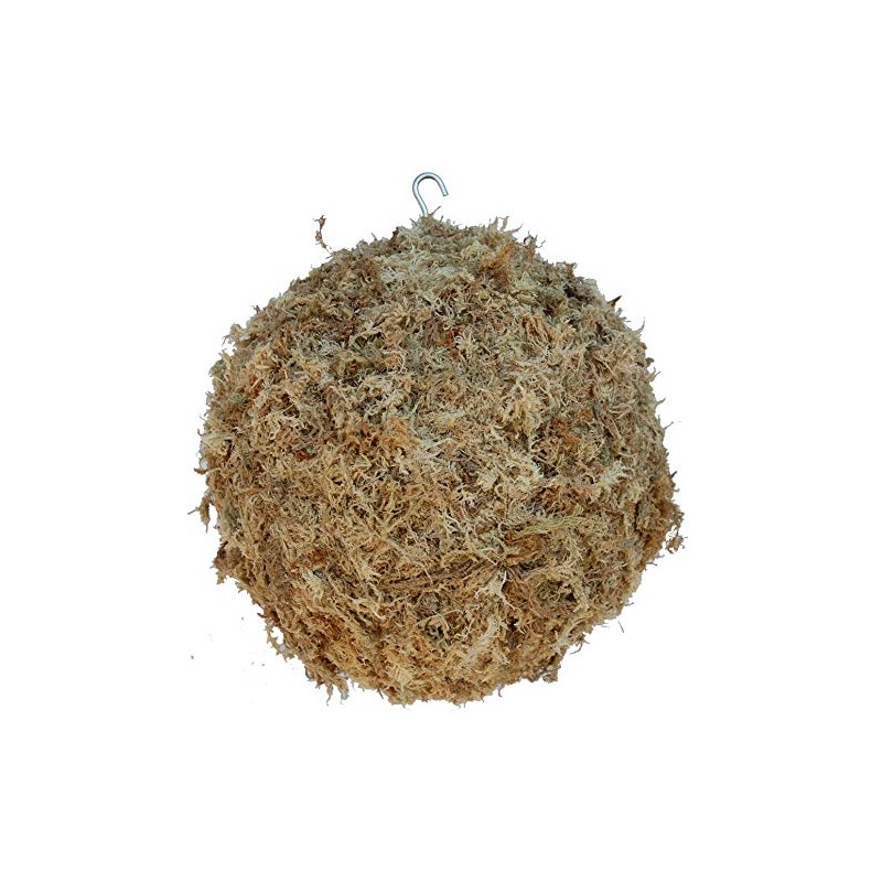 Topiary Art Works Sphagnum Moss Kokedama Ball Hanging - 10"