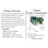 Shungiku Seeds - Edible Chrysanthemum - Green - Liliana's Garden