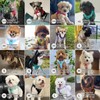 BELLA & PAL Step in Vest Harness for Small and