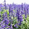 Outsidepride Hyssop - 2000 Seeds